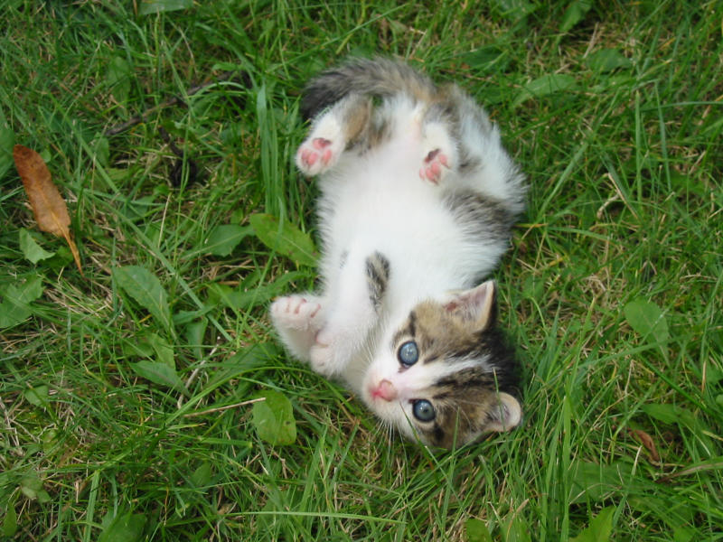 Stray Kitten on grass