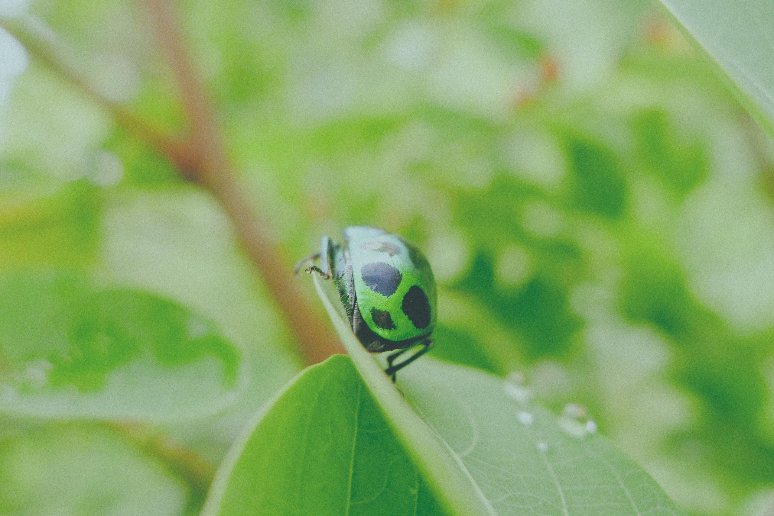 "Green bug on tree" Photo by Haley Photography on Unsplash